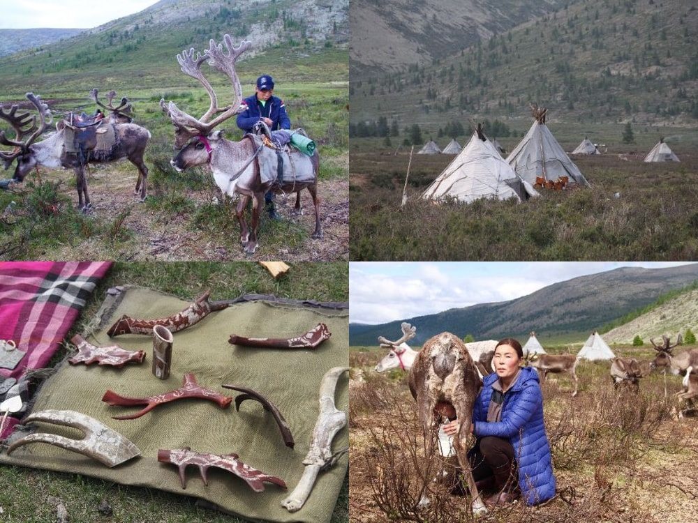 Tsaatan reindeer herders