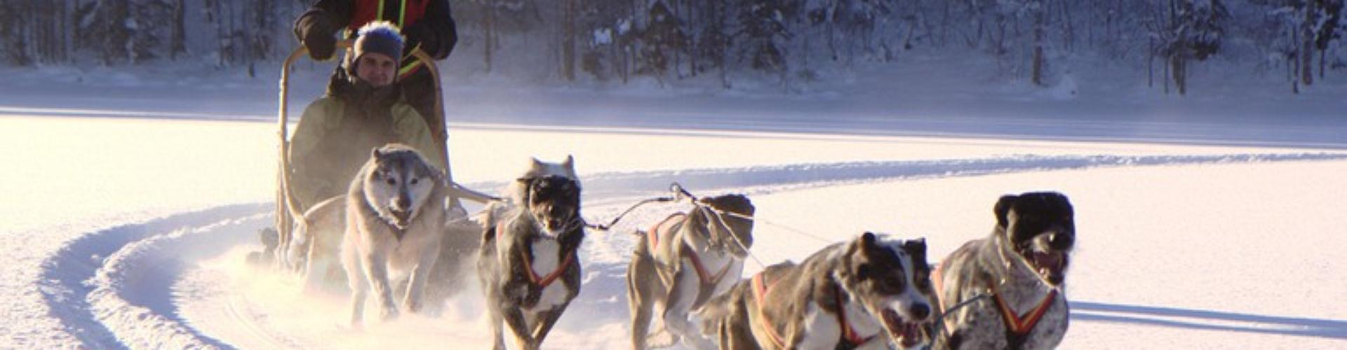 Dog Sledding Tour