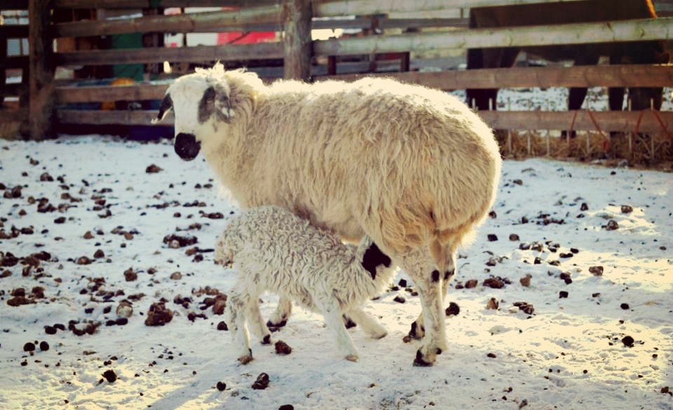 feeding lamb